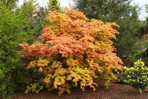 full grown autumn moon japanese maple|autum orange japanese maple tree.